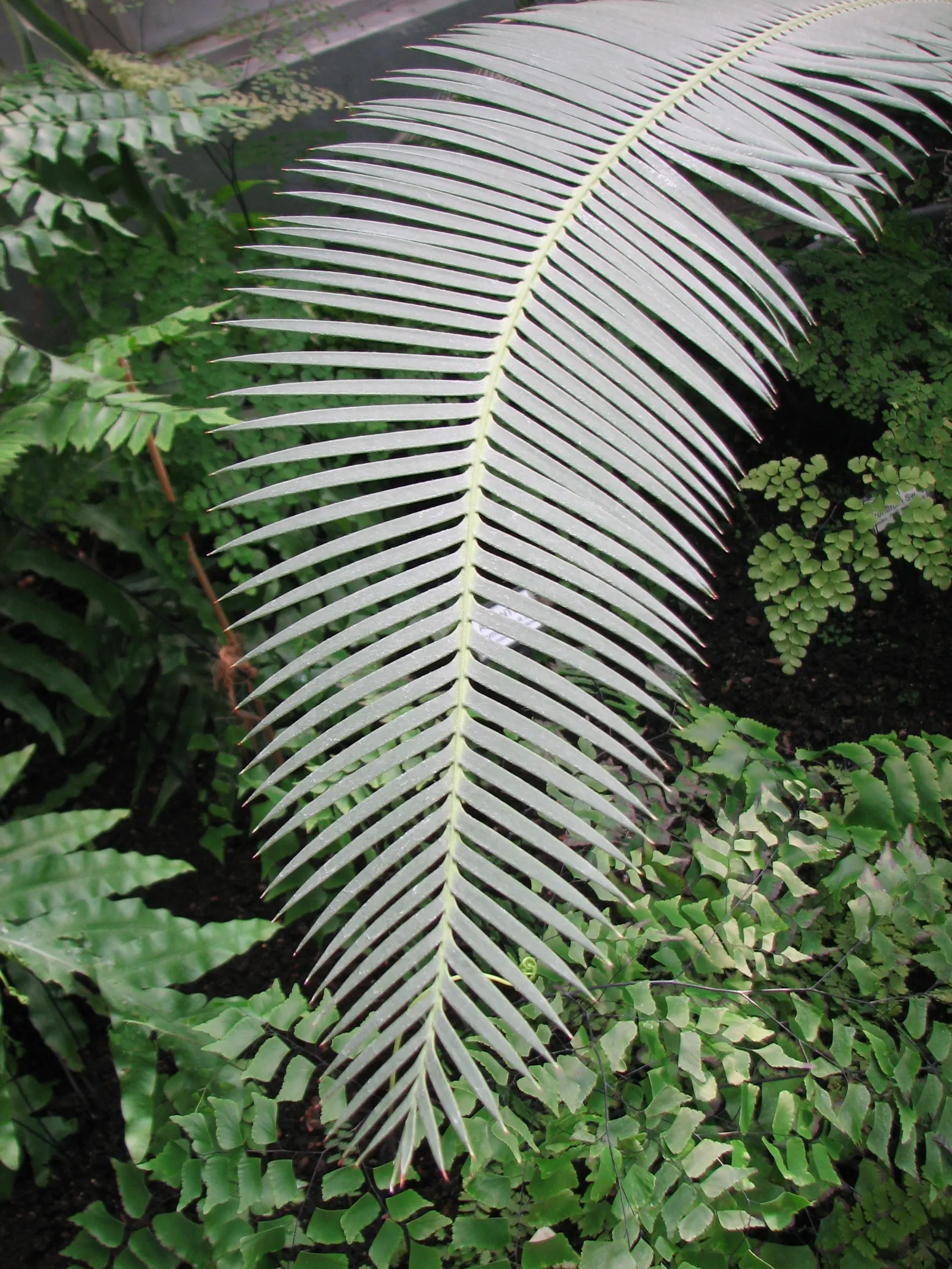 Chestnut Dioon (Dioon Edule) — consider its slow growth and eventual size; palm for half