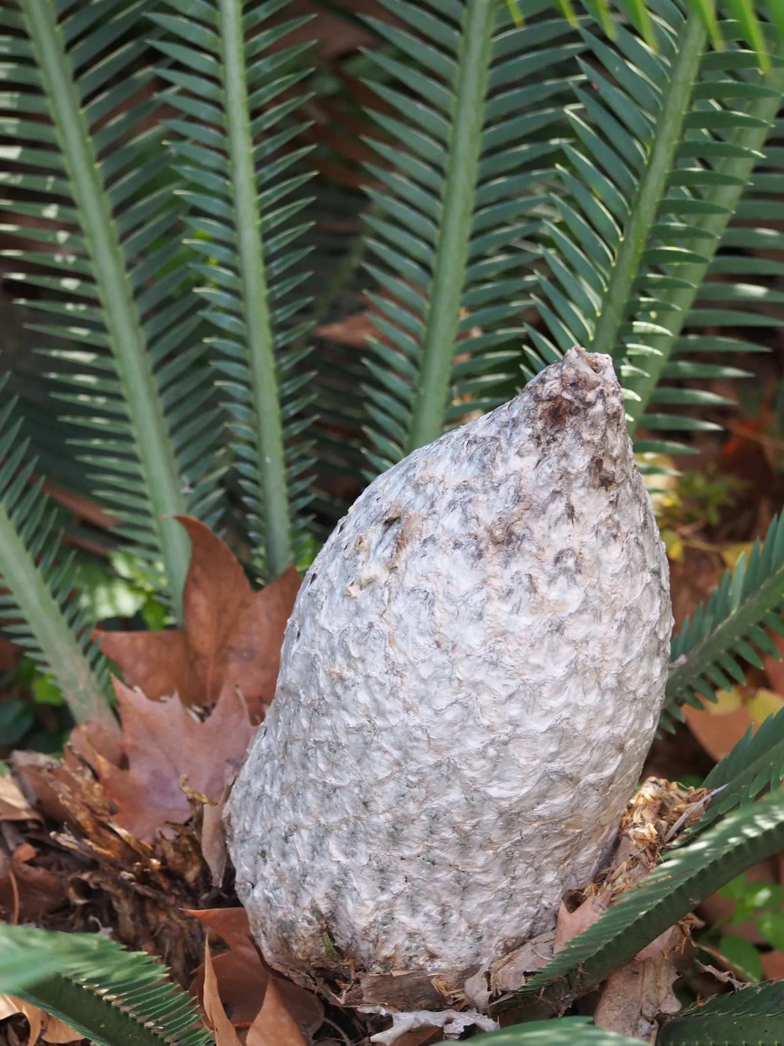Chestnut Dioon (Dioon Edule) — Dioon edule, commonly known as Chestnut Dioon, is a slow-growing, evergreen cycad native to Mexico