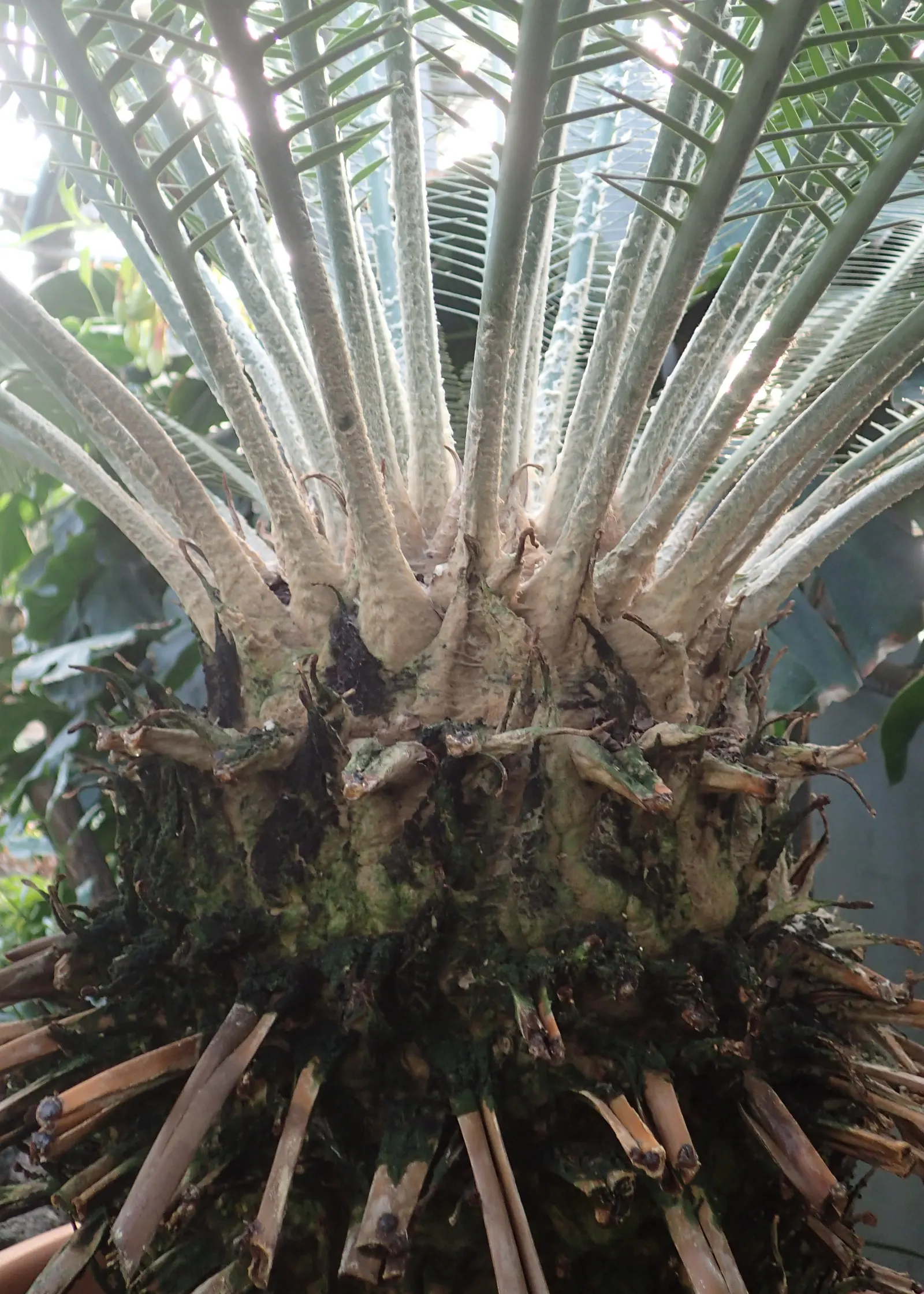Chestnut Dioon (Dioon Edule) — Note that all parts of the plant are toxic if ingested; this palm-like plant features stiff, blue-green leaves reaching lengths