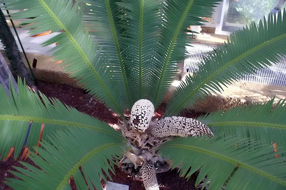Chestnut Dioon (Dioon Edule) — consider its slow growth and eventual size; palm for half, image 52