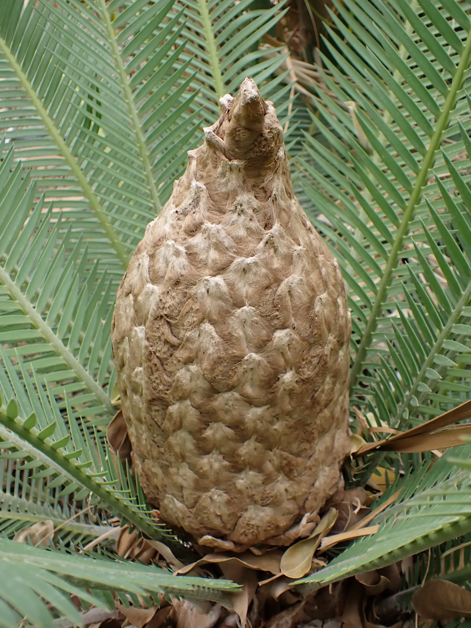 Chestnut Dioon (Dioon Edule) — palm for half; additionally, plants should be spaced approximately 5 to 6 feet apart to accommodate their mature, image 57