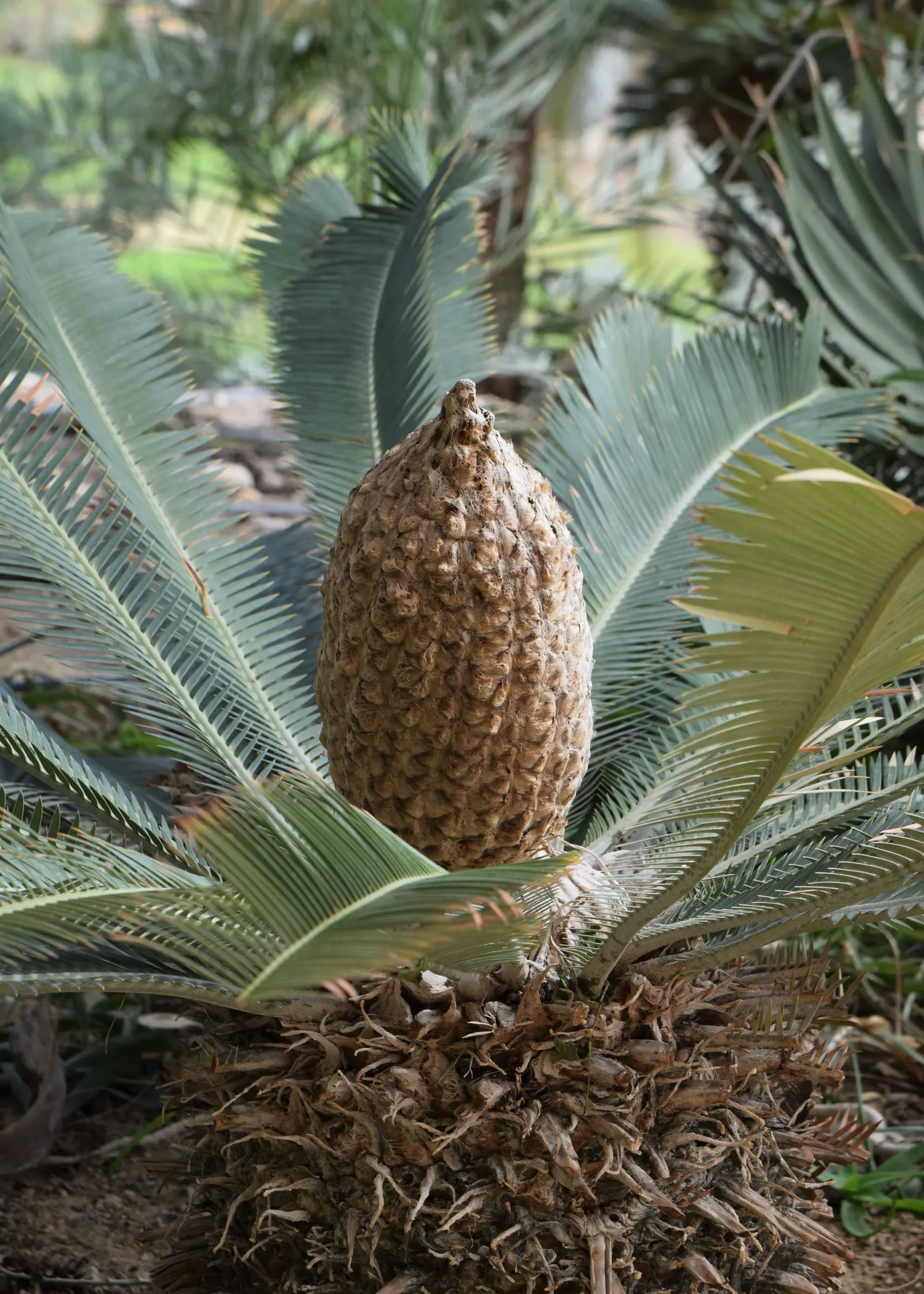Chestnut Dioon (Dioon Edule) — It serves well as an accent or specimen plant, in rock gardens, or alongside other drought-tolerant species; this, image 53