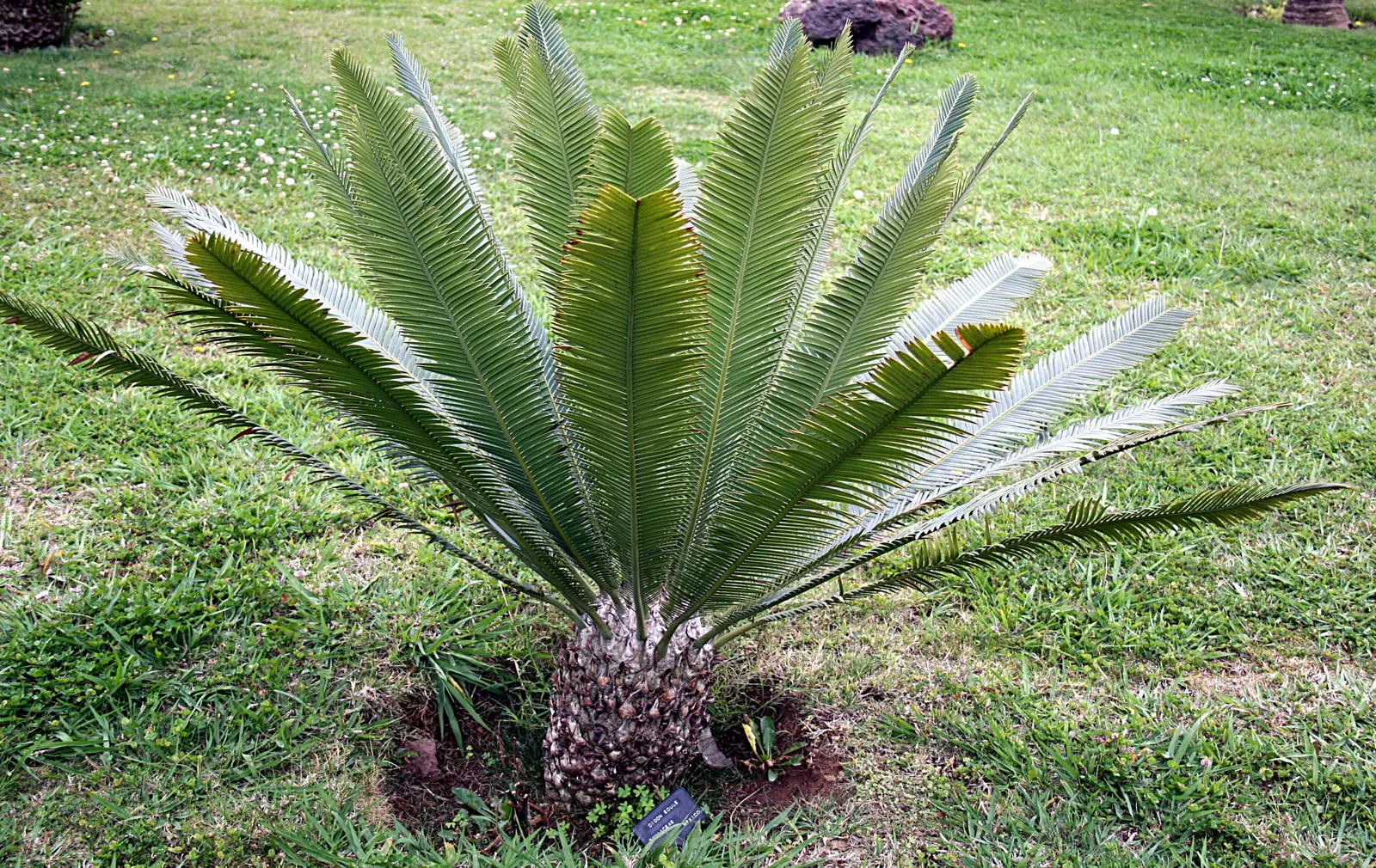 Chestnut Dioon (Dioon Edule) — it is highly drought-tolerant; although it thrives best in well-drained soil, image 51