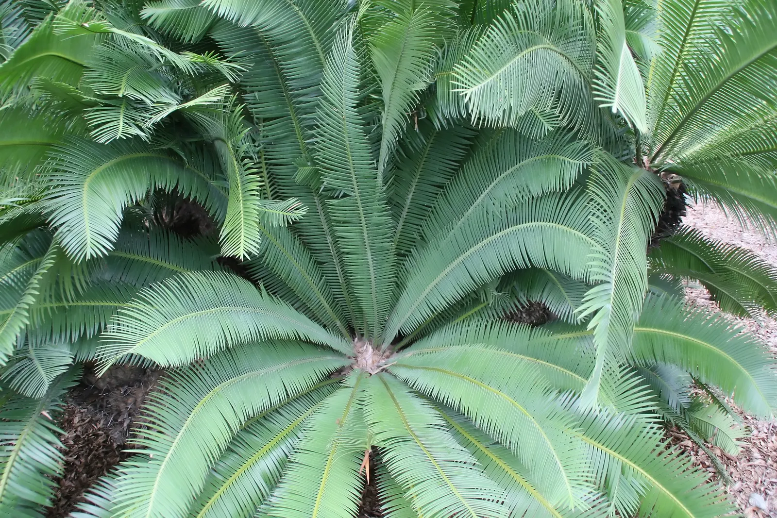 Chestnut Dioon (Dioon Edule) — so caution is advised in spaces frequented by pets or small children