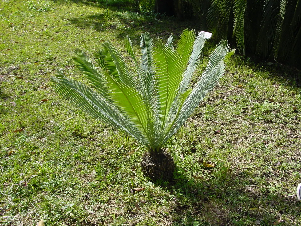 Chestnut Dioon (Dioon Edule) — which extend from a central caudex; suited for USDA Zones 8-11, it thrives in full sun to partial shade and requires, image 47