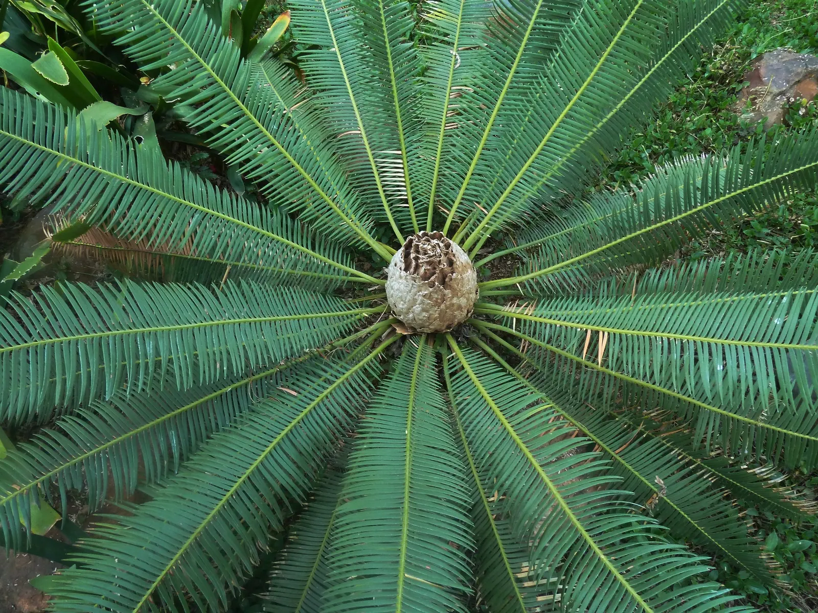 Chestnut Dioon (Dioon Edule) — it's drought-tolerant and ideal for xeriscaping or accent positions in a landscape design