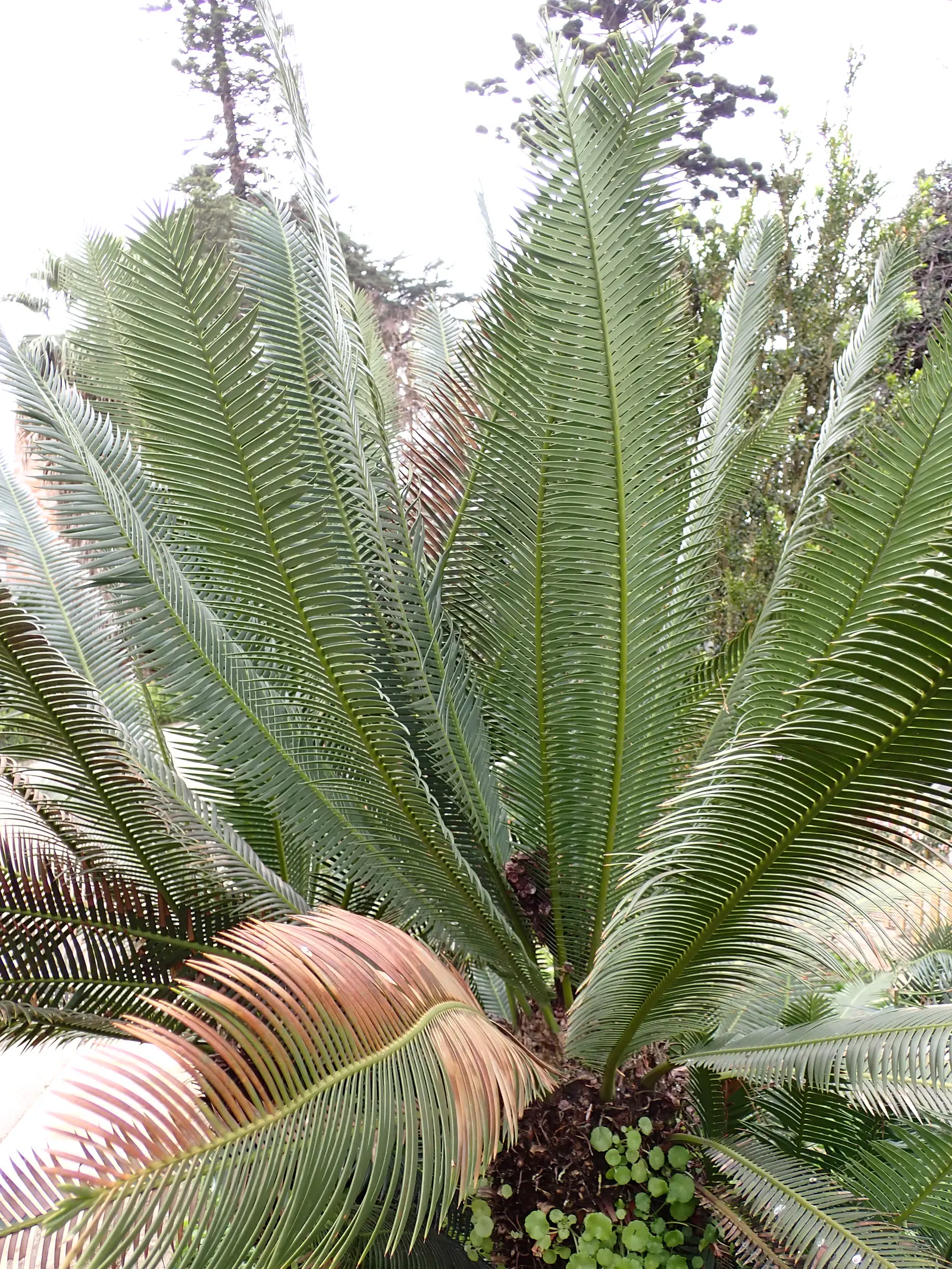 Chestnut Dioon (Dioon Edule) — This palm-like plant features stiff, blue-green leaves reaching lengths of 3-4 feet; these leaflets are blue-green to deep green