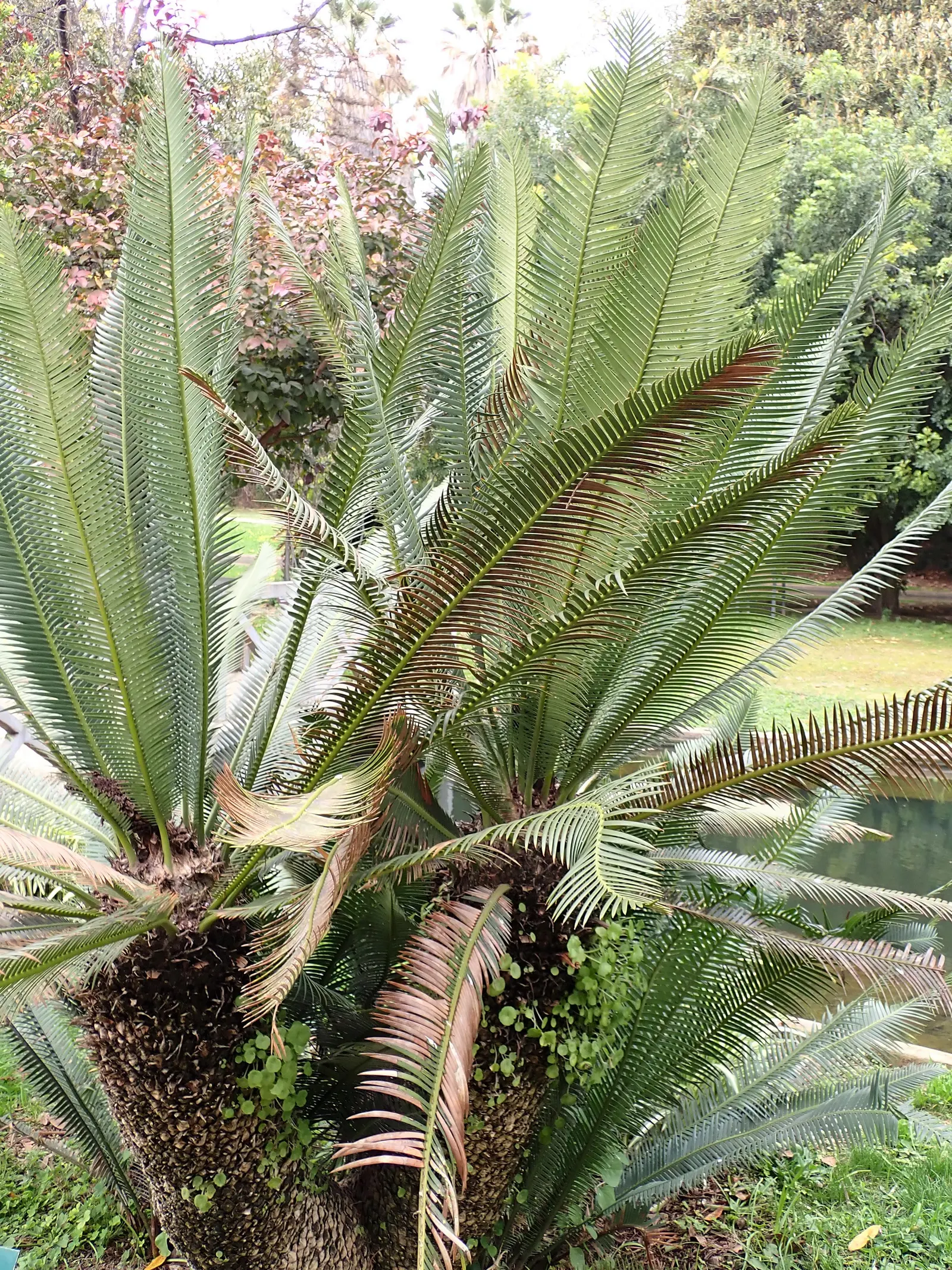 Chestnut Dioon (Dioon Edule) — it's drought-tolerant and ideal for xeriscaping or accent positions in a landscape design; it is highly, image 43