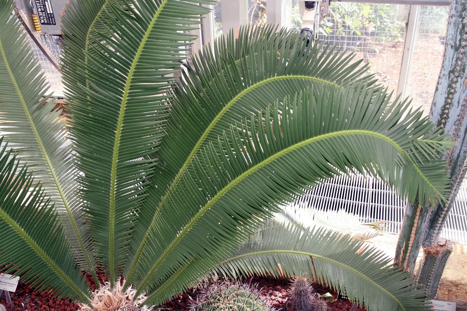 Chestnut Dioon (Dioon Edule) — consider its slow growth and eventual size