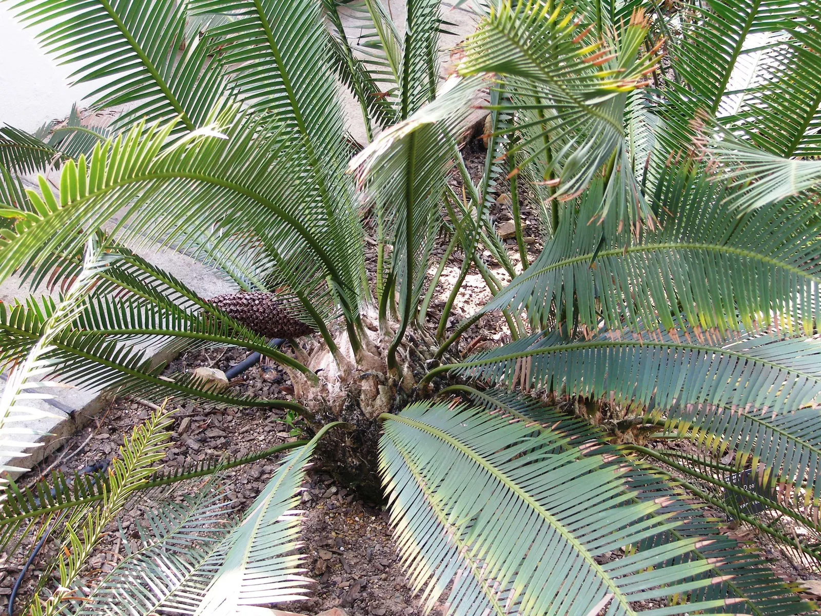 Chestnut Dioon (Dioon Edule) — Dioon edule, commonly known as Chestnut Dioon, is a slow-growing, evergreen cycad native to Mexico; maturing at around 5-6 feet