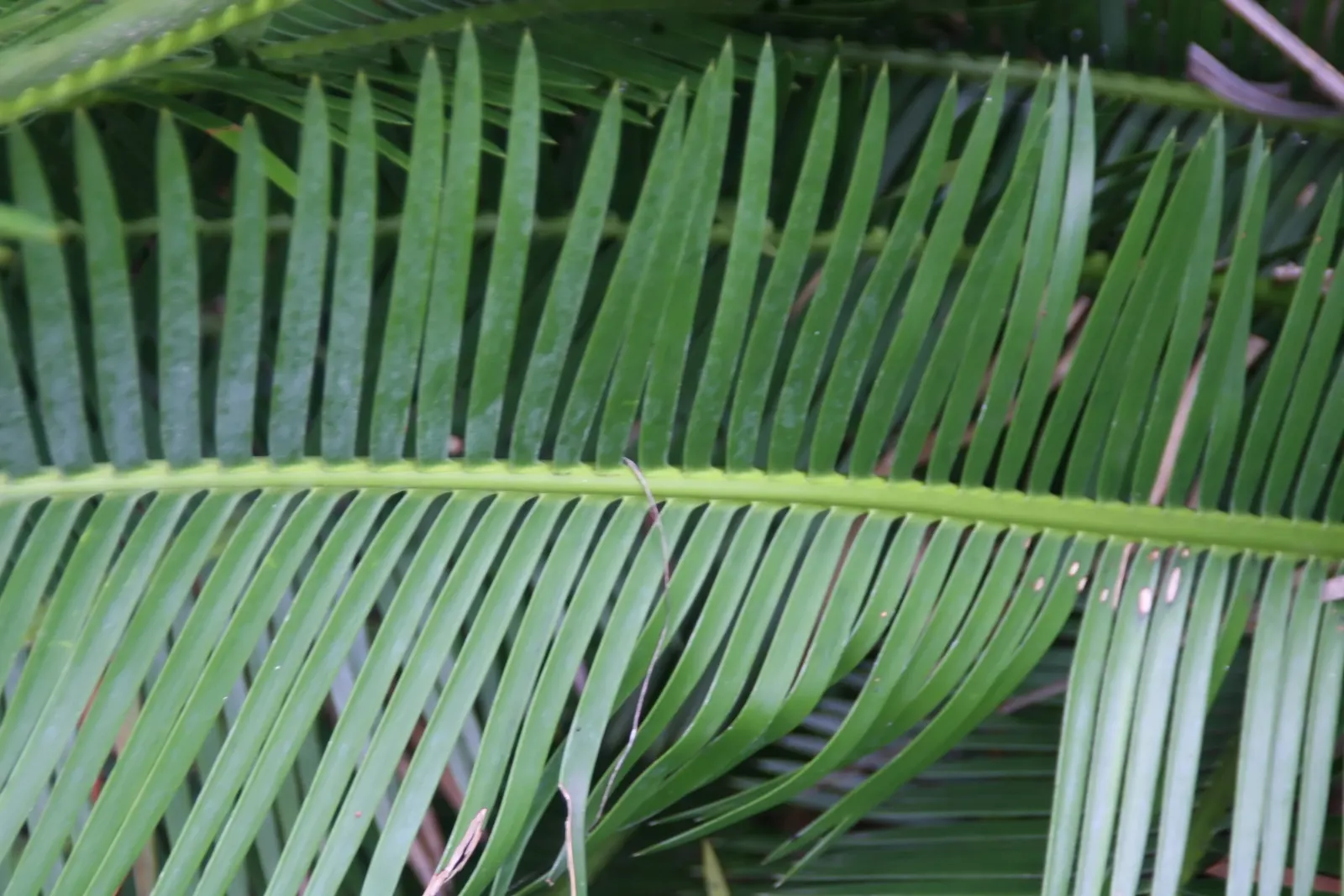 Chestnut Dioon (Dioon Edule) — Additionally, plants should be spaced approximately 5 to 6 feet apart to accommodate their mature spread; consider its slow