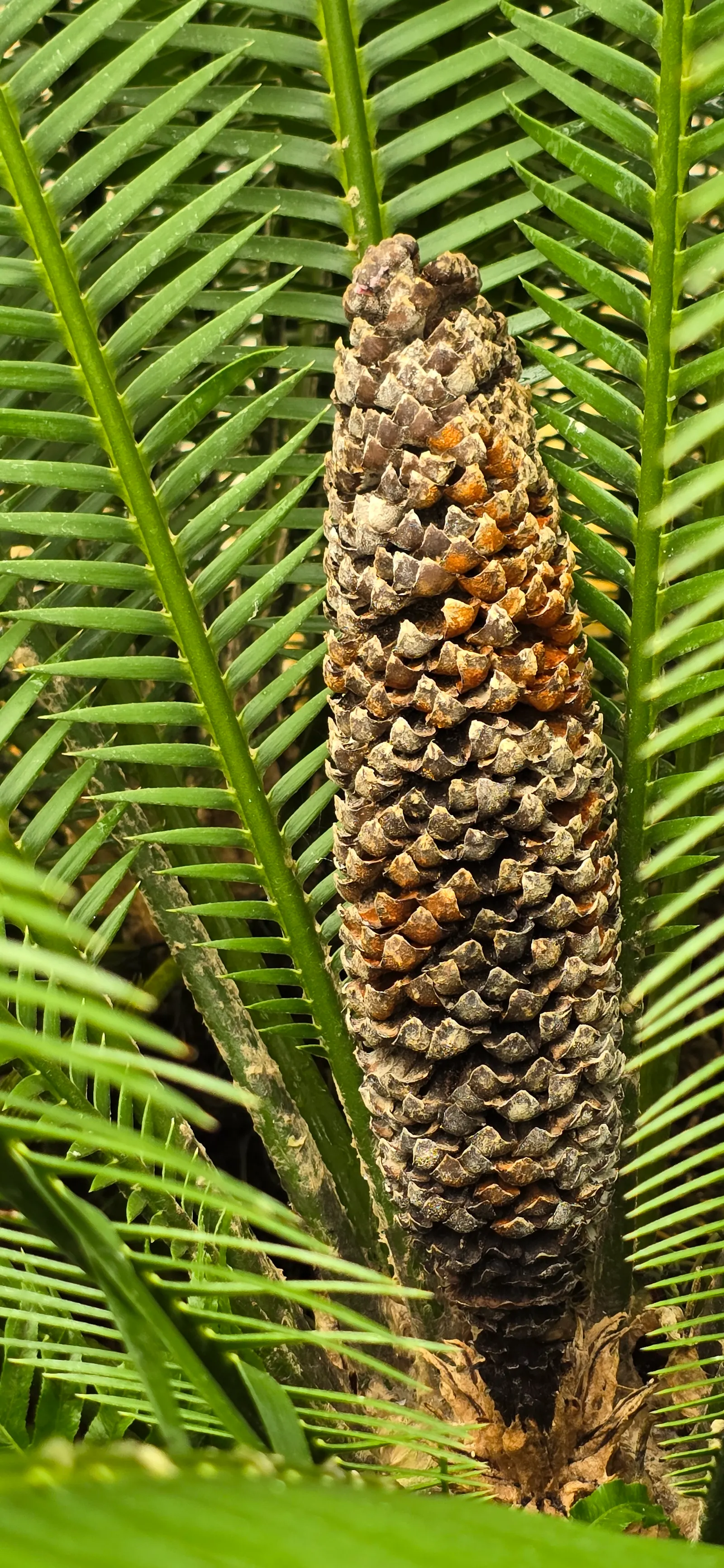 Chestnut Dioon (Dioon Edule) — which extend from a central caudex