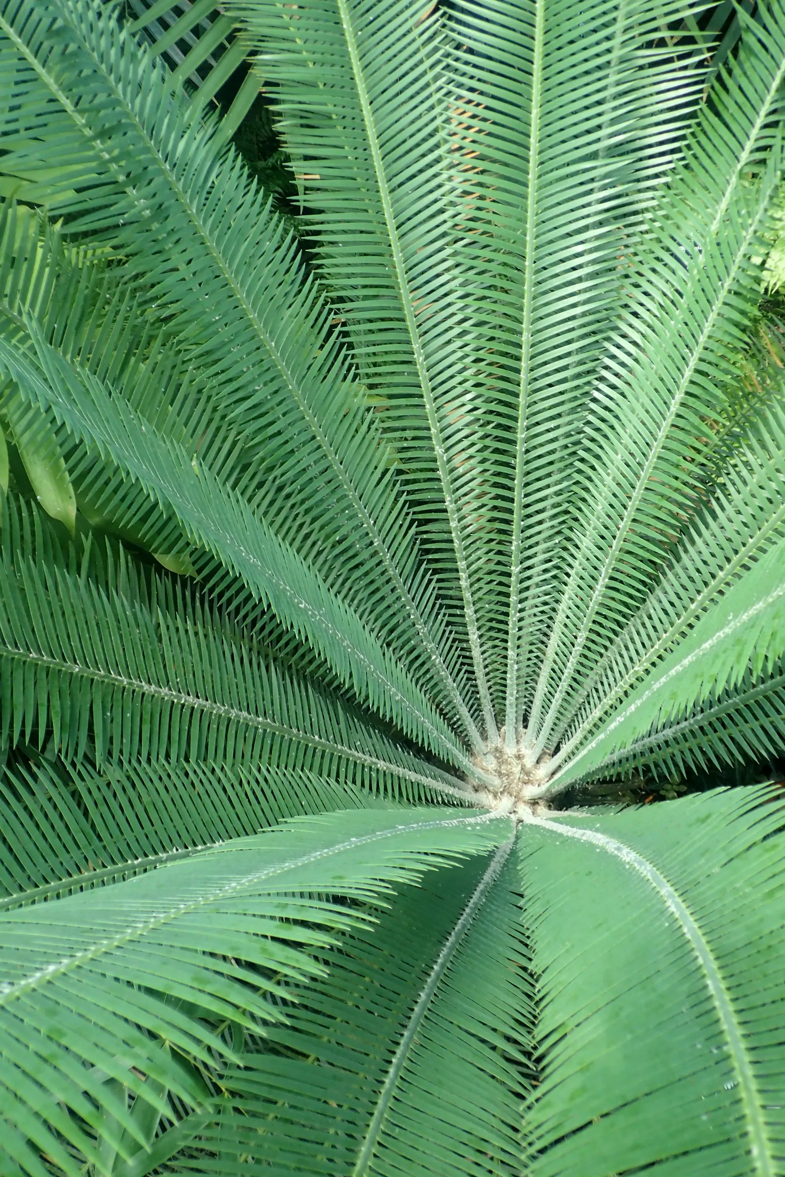Chestnut Dioon (Dioon Edule) — edule can eventually reach a mature size of 4 to 6 feet in height and spread to about 4 to 6 feet wide; it serves well as an
