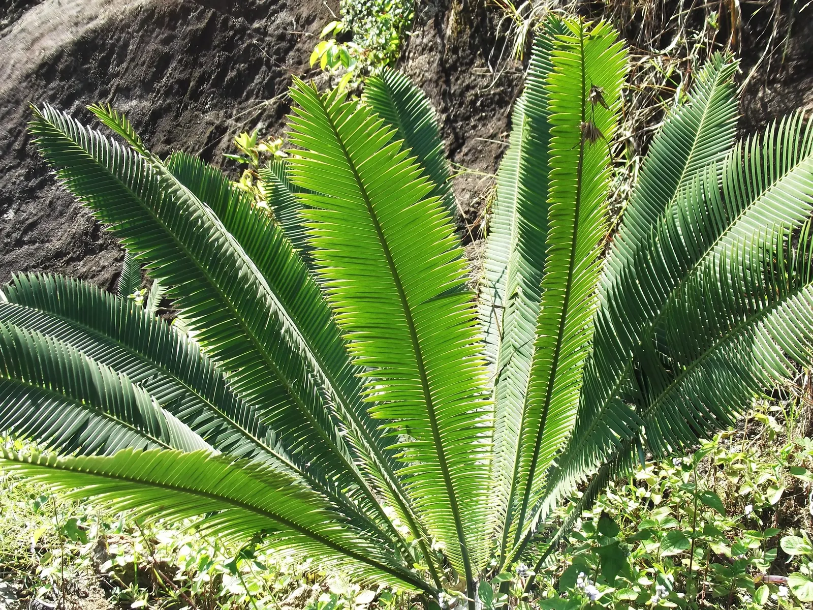 Chestnut Dioon (Dioon Edule) — This evergreen perennial is admired for its ornamental qualities and robust nature