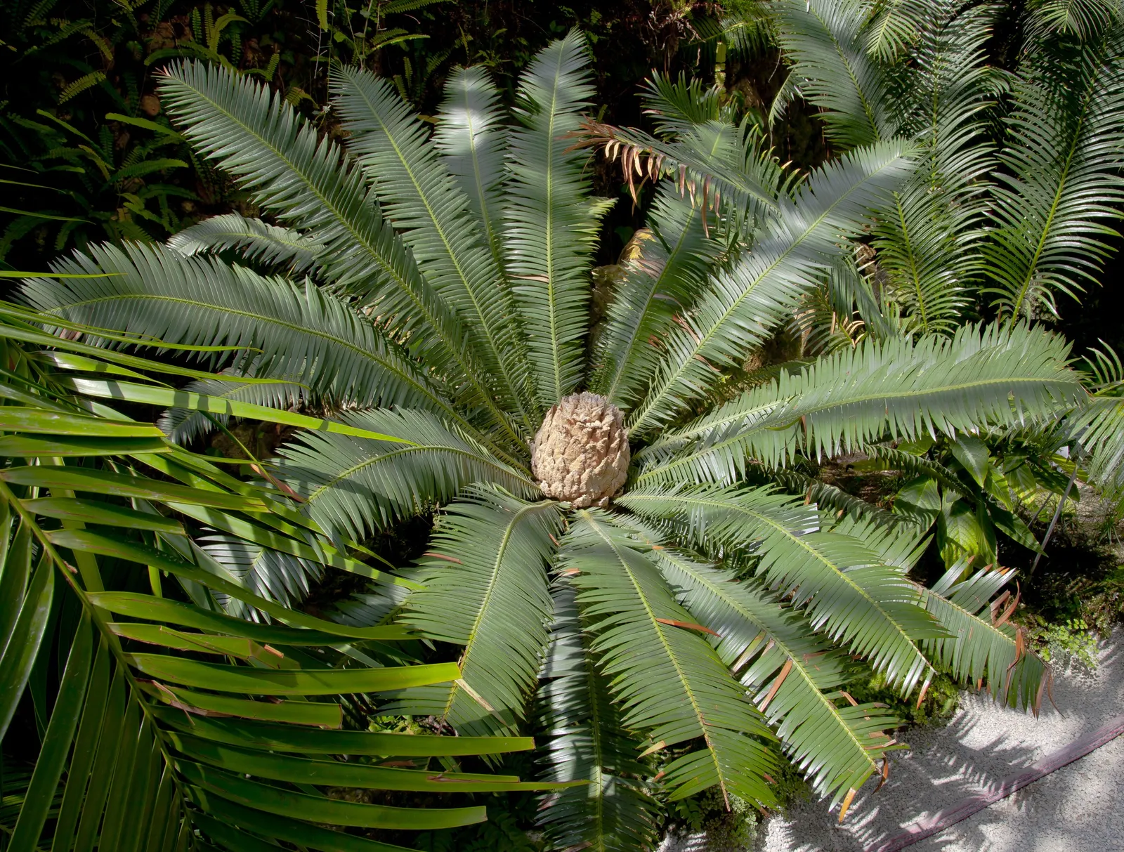 Chestnut Dioon (Dioon Edule) — Note that all parts of the plant are toxic if ingested; this palm-like plant features stiff, blue-green leaves, image 55