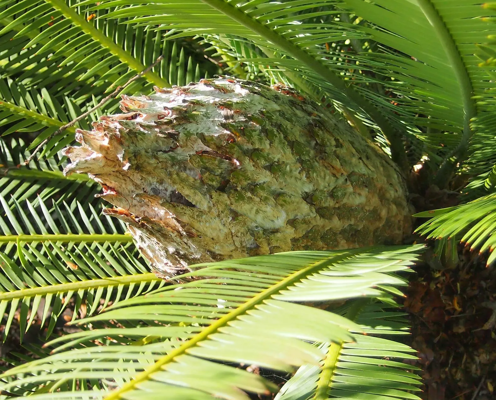 Chestnut Dioon (Dioon Edule) — Additionally, plants should be spaced approximately 5 to 6 feet apart to accommodate their mature spread; consider, image 54