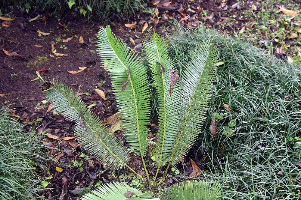 Chestnut Dioon (Dioon Edule) — it is highly drought-tolerant; although it thrives best in well-drained soil