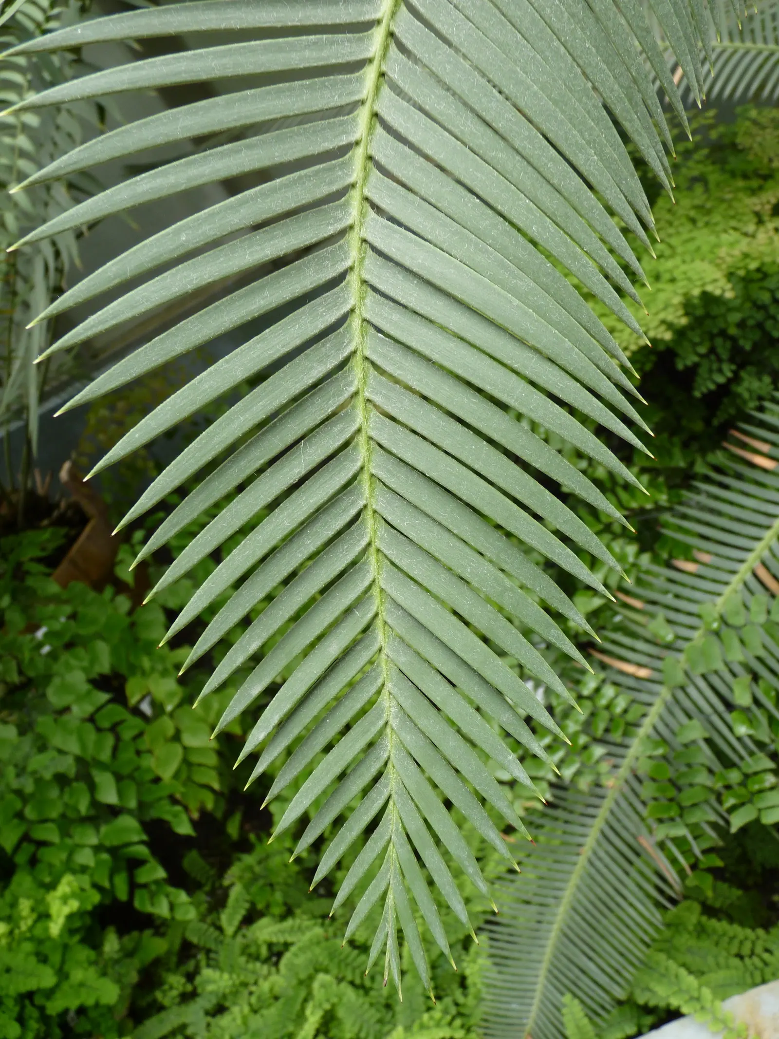 Chestnut Dioon (Dioon Edule) — This evergreen perennial is admired for its ornamental qualities and robust nature; edule can eventually reach a mature size of