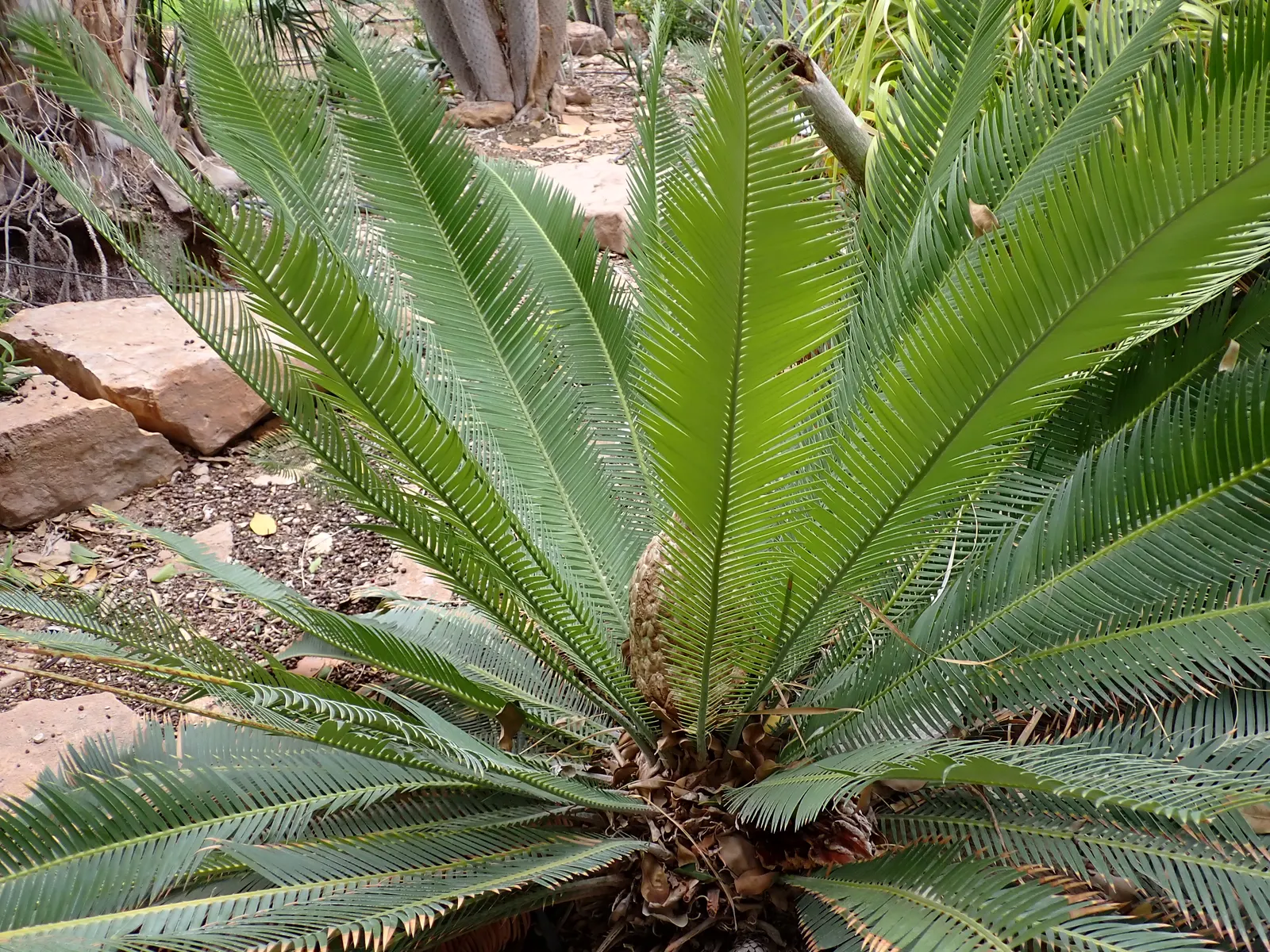Chestnut Dioon (Dioon Edule) — It serves well as an accent or specimen plant, in rock gardens, or alongside other drought-tolerant species; this evergreen