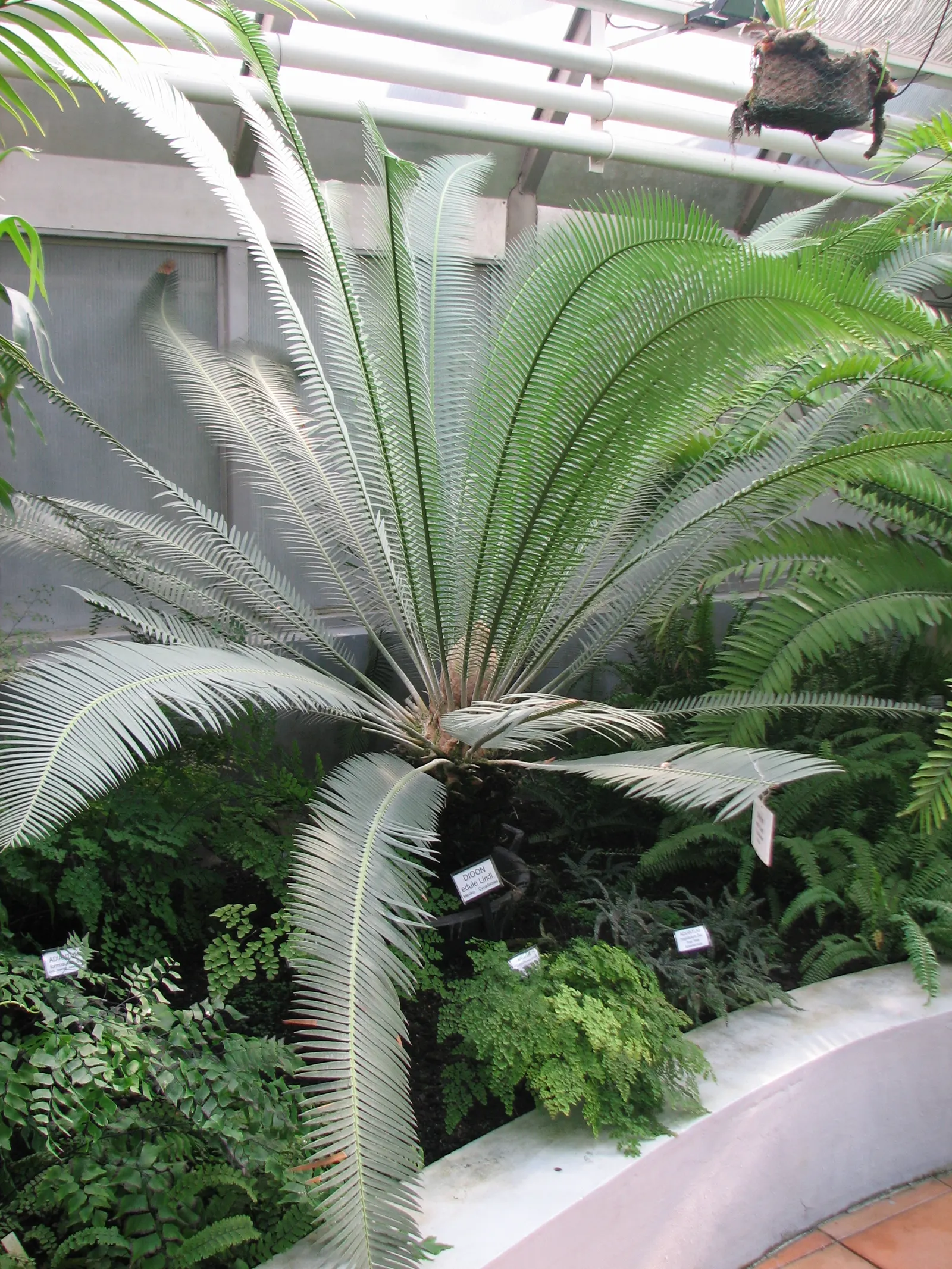 Chestnut Dioon (Dioon Edule) — Suited for USDA Zones 8-11, it thrives in full sun to partial shade and requires well-drained soil; so caution is, image 41
