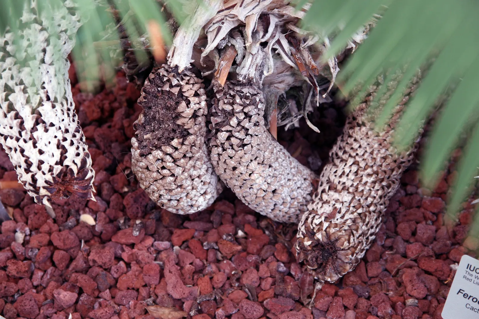 Chestnut Dioon (Dioon Edule) — Dioon edule, commonly known as Chestnut Dioon, is a slow-growing, evergreen cycad native to Mexico; maturing at, image 39