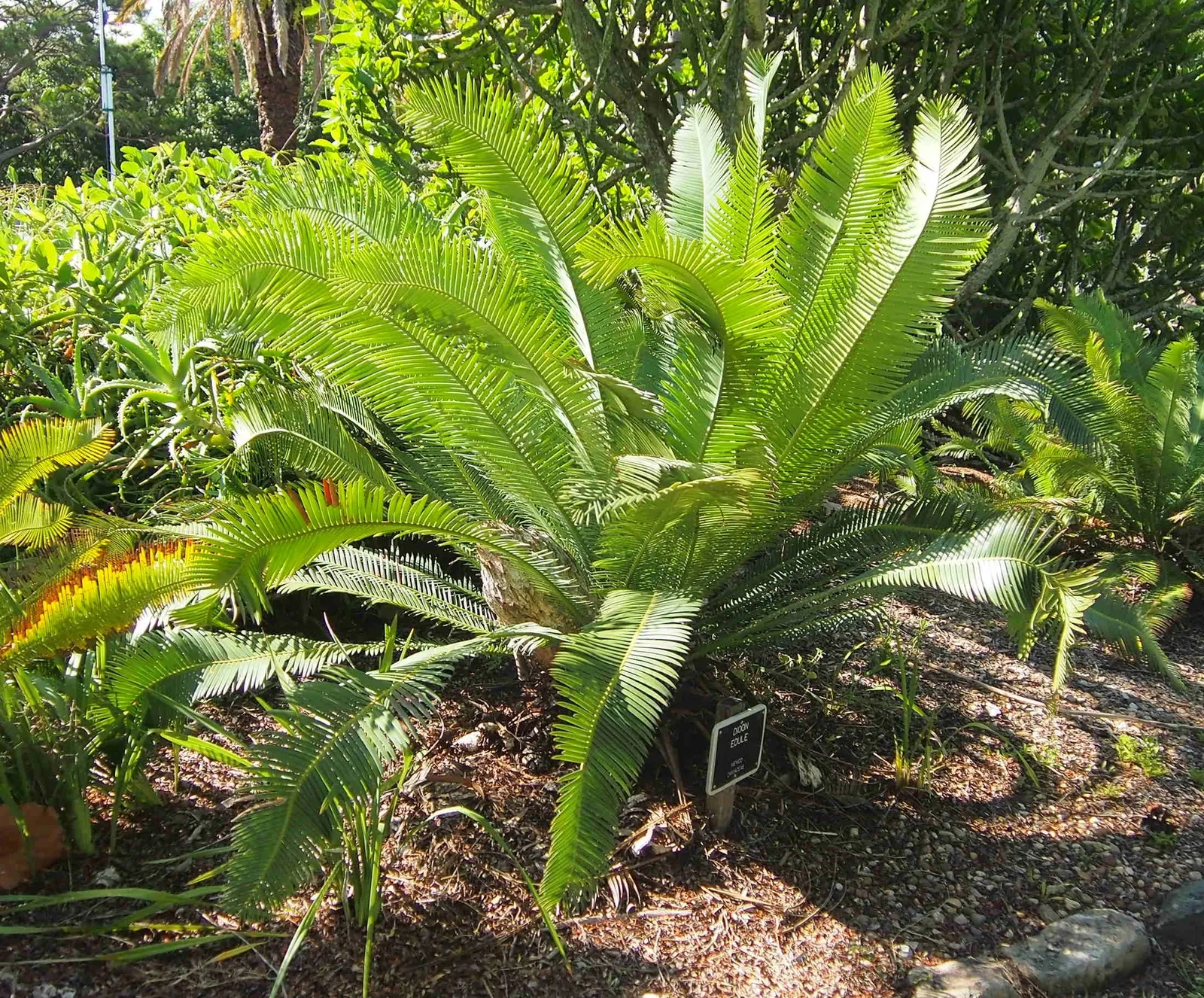 Chestnut Dioon (Dioon Edule) — These leaflets are blue-green to deep green in color