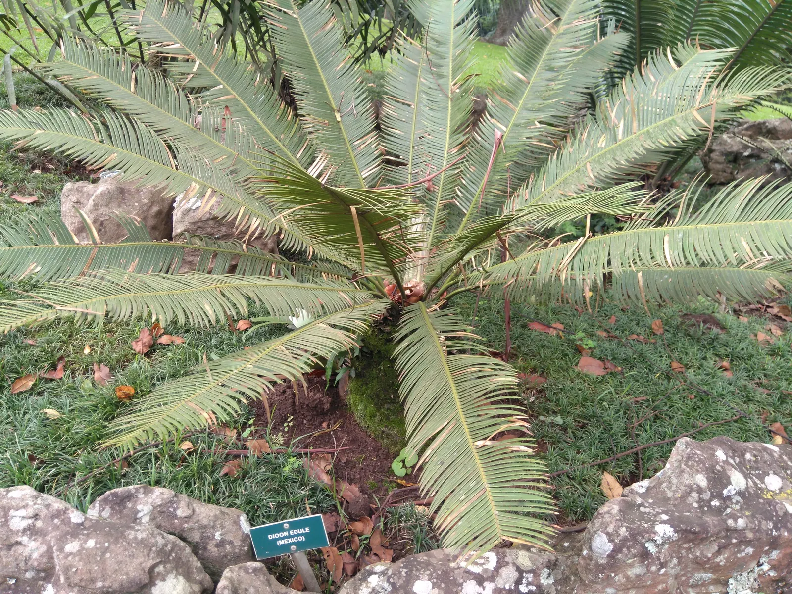 Chestnut Dioon (Dioon Edule) — It serves well as an accent or specimen plant, in rock gardens, or alongside other drought-tolerant species