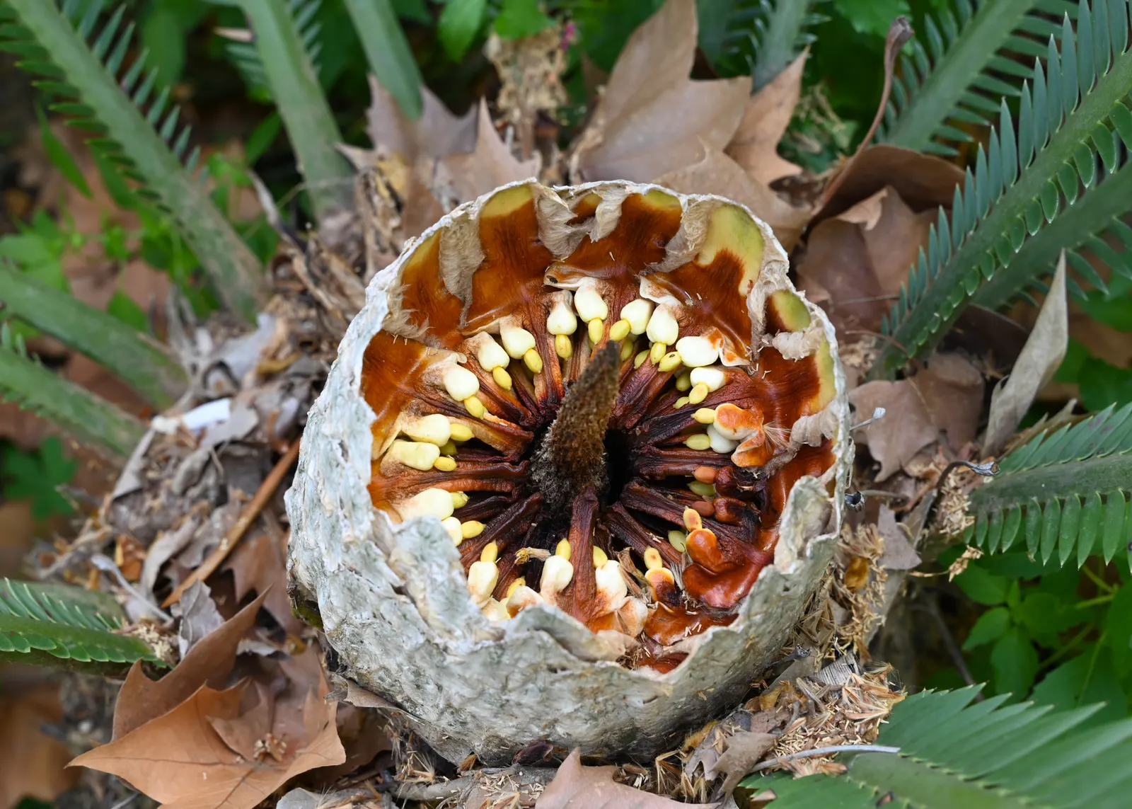 Chestnut Dioon (Dioon Edule) — it is highly drought-tolerant