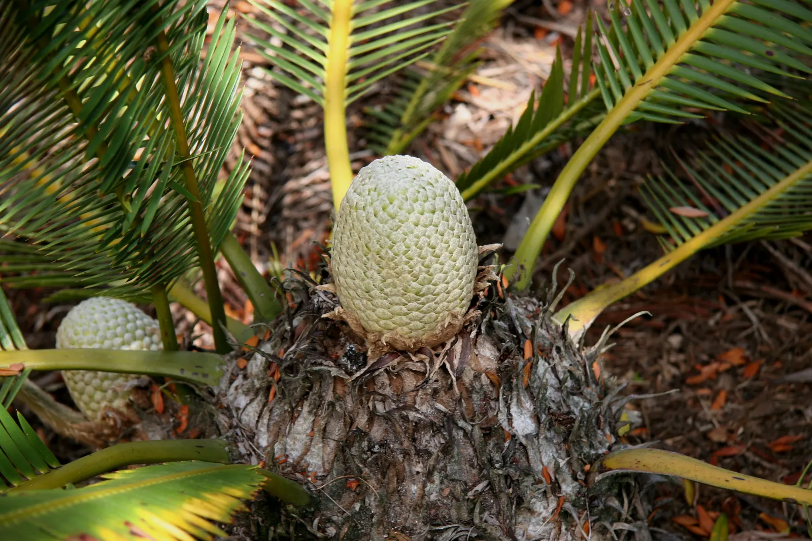 Chestnut Dioon (Dioon Edule) — Additionally, plants should be spaced approximately 5 to 6 feet apart to accommodate their mature spread