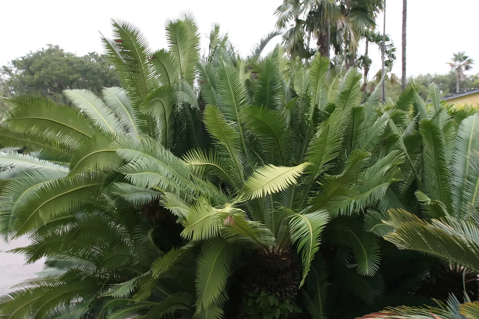 Chestnut Dioon (Dioon Edule) — These leaflets are blue-green to deep green in color; note that all parts of the plant are toxic if ingested, image 49