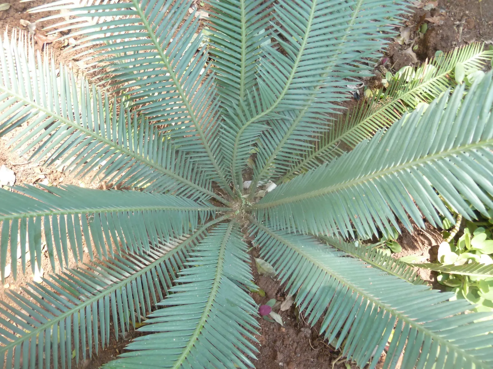 Chestnut Dioon (Dioon Edule) — so caution is advised in spaces frequented by pets or small children; which extend from a central caudex, image 56