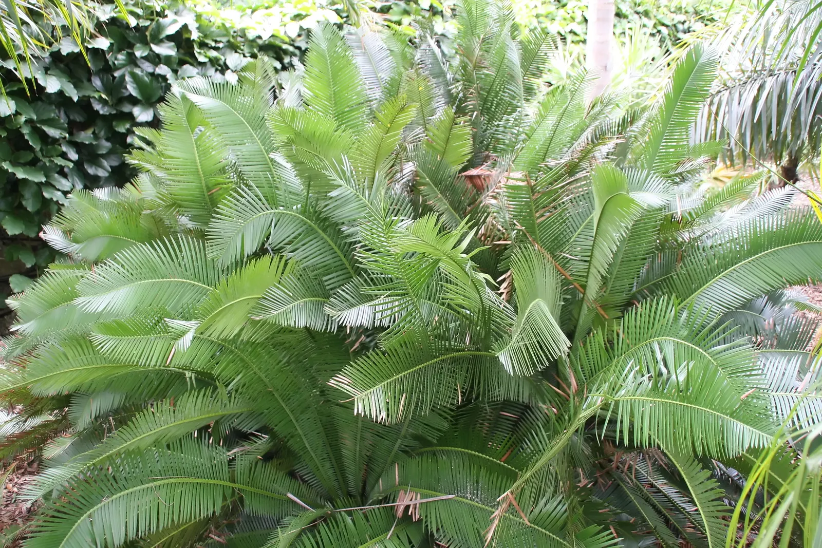 Chestnut Dioon (Dioon Edule) — The Chestnut Dioon, scientifically known as Dioon edule, is a prehistoric and resilient cycad native to Mexico