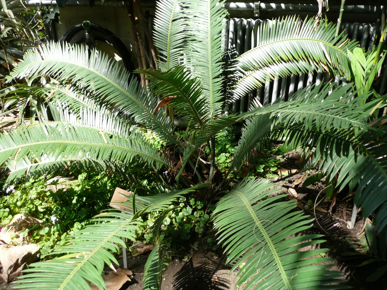 Chestnut Dioon (Dioon Edule) — This palm-like plant features stiff, blue-green leaves reaching lengths of 3-4 feet; these leaflets are blue-green, image 59