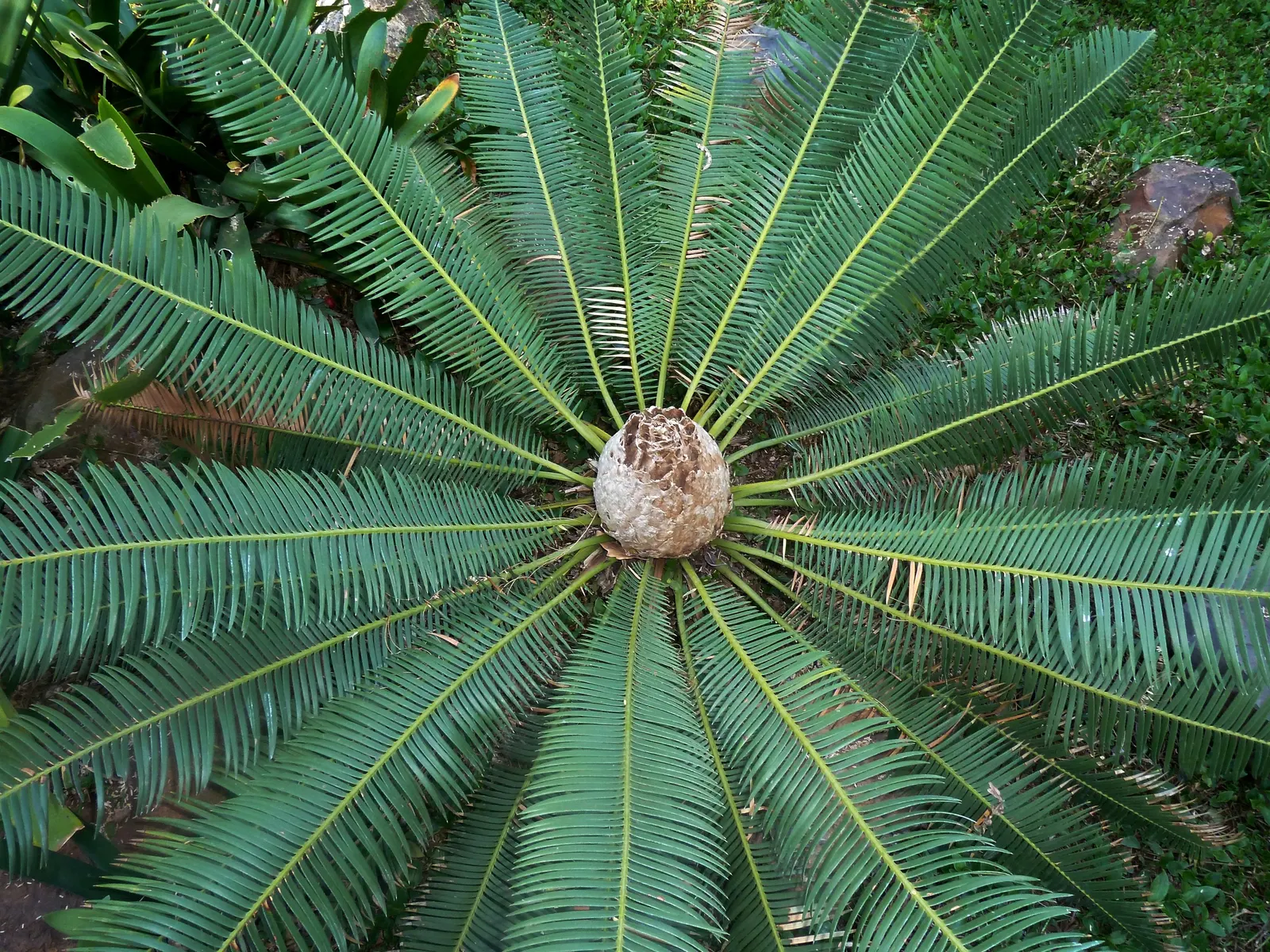 Chestnut Dioon (Dioon Edule) — can grow up to 3 feet long with leaflets arranged in a V-shape, image 48