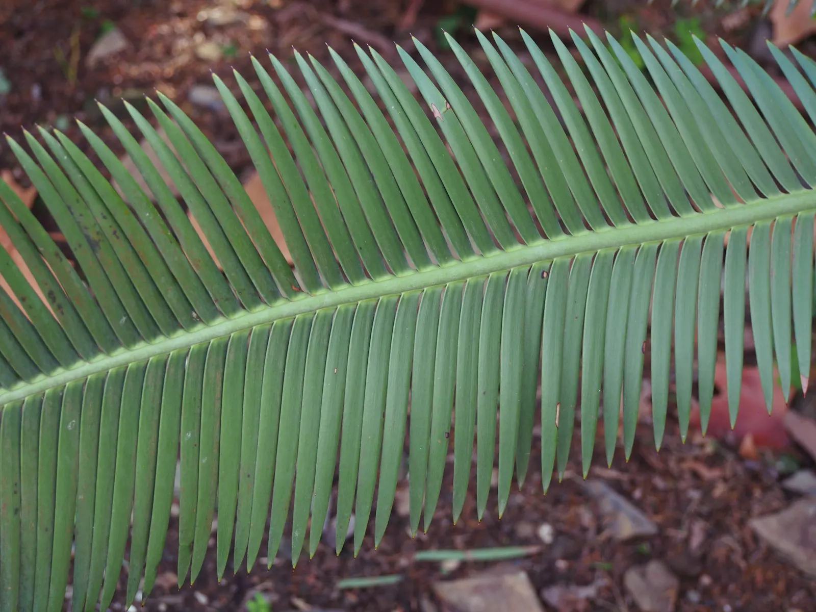 Chestnut Dioon (Dioon Edule) — This evergreen perennial is admired for its ornamental qualities and robust nature; edule can eventually reach a, image 45