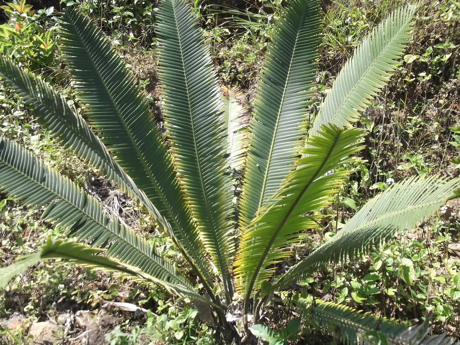 Chestnut Dioon (Dioon Edule) — These leaflets are blue-green to deep green in color; note that all parts of the plant are toxic if ingested
