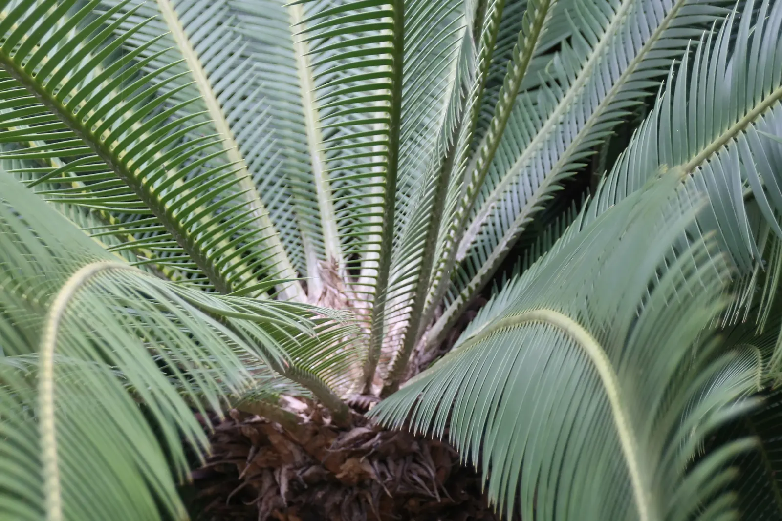 Chestnut Dioon (Dioon Edule) — although it thrives best in well-drained soil