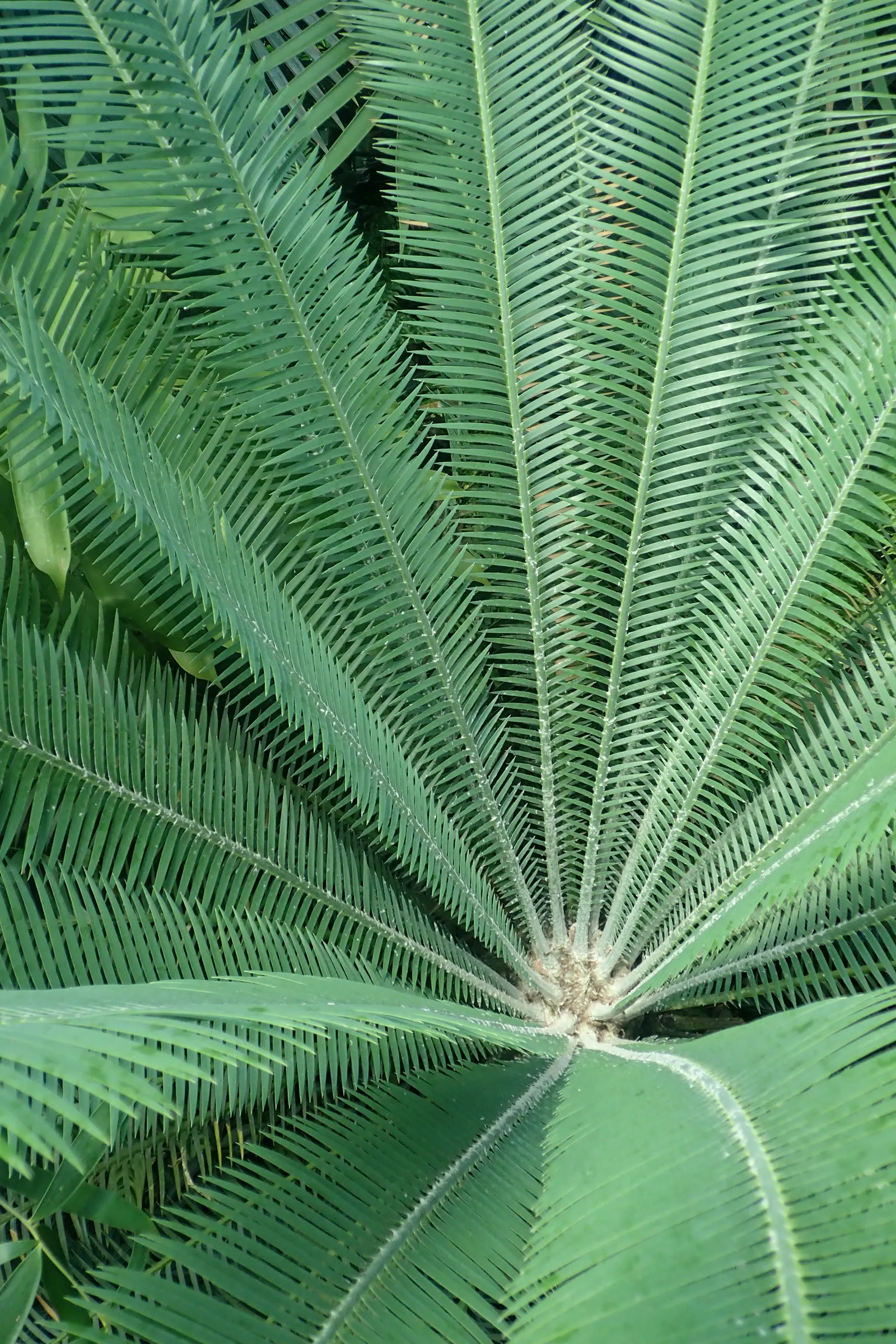 Chestnut Dioon (Dioon Edule) — Maturing at around 5-6 feet in height and width; the Chestnut Dioon, scientifically known as Dioon edule, is a prehistoric and