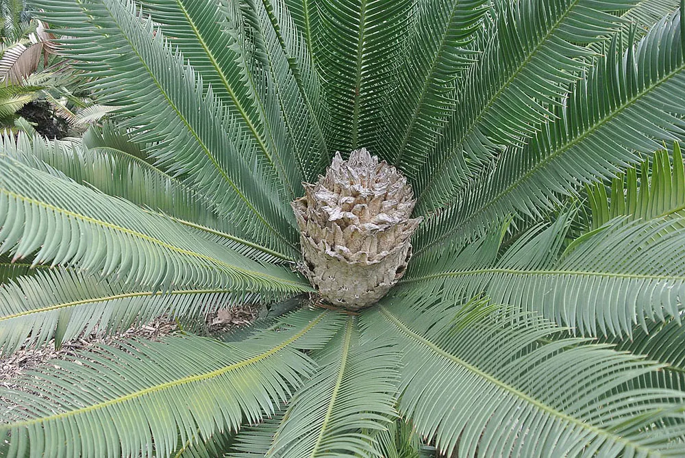 Chestnut Dioon (Dioon Edule) — The Chestnut Dioon, scientifically known as Dioon edule, is a prehistoric and resilient cycad native to Mexico, image 44