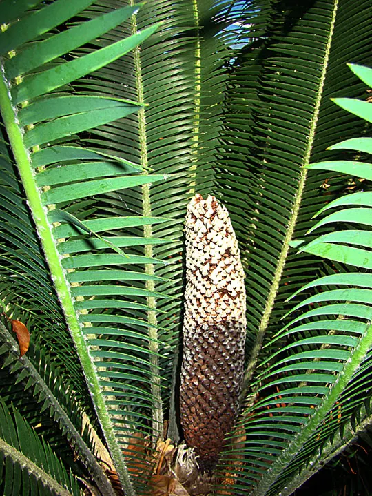 Chestnut Dioon (Dioon Edule) — This palm-like plant features stiff, blue-green leaves reaching lengths of 3-4 feet; these leaflets are blue-green, image 40