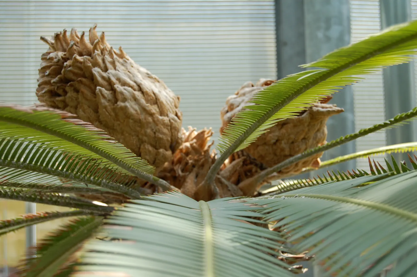 Chestnut Dioon (Dioon Edule) — Note that all parts of the plant are toxic if ingested