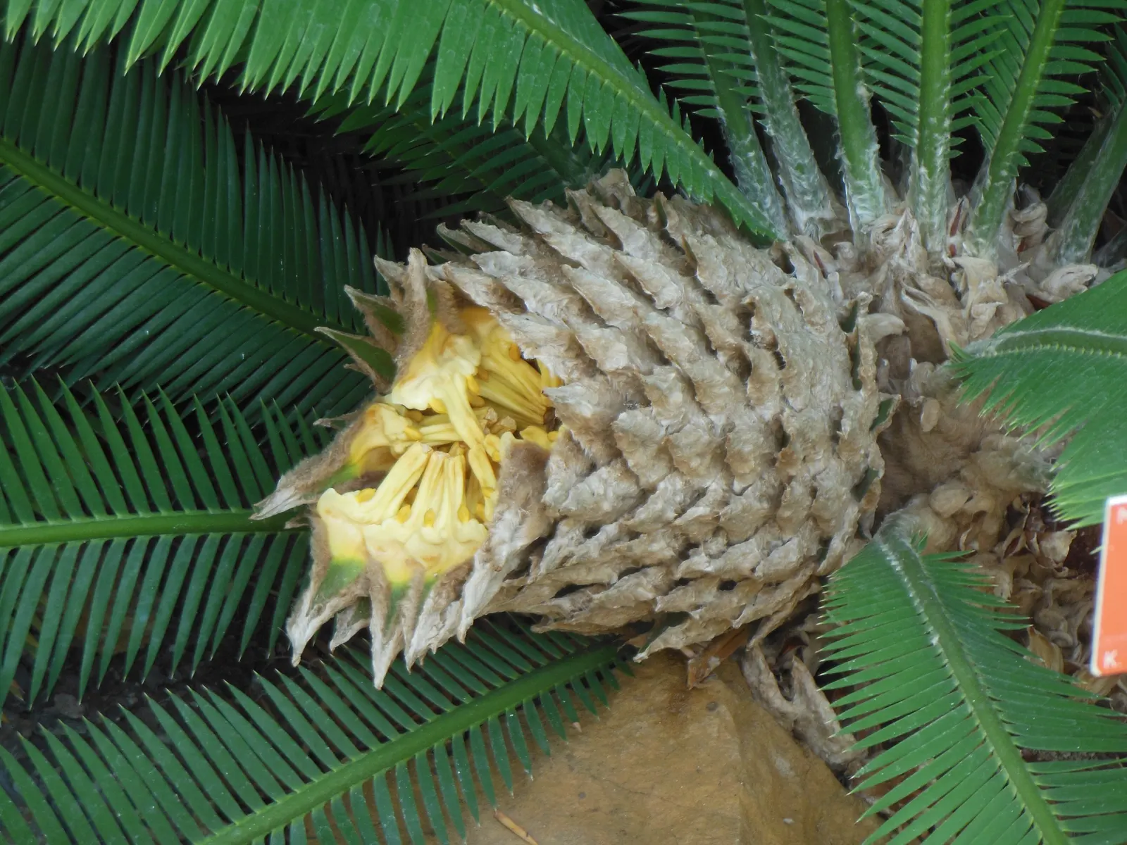 Chestnut Dioon (Dioon Edule) — Maturing at around 5-6 feet in height and width