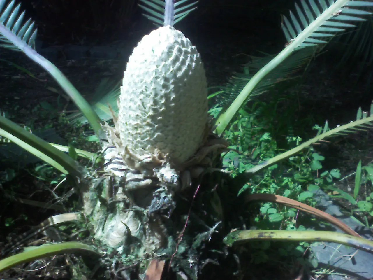 Chestnut Dioon (Dioon Edule) — palm for half