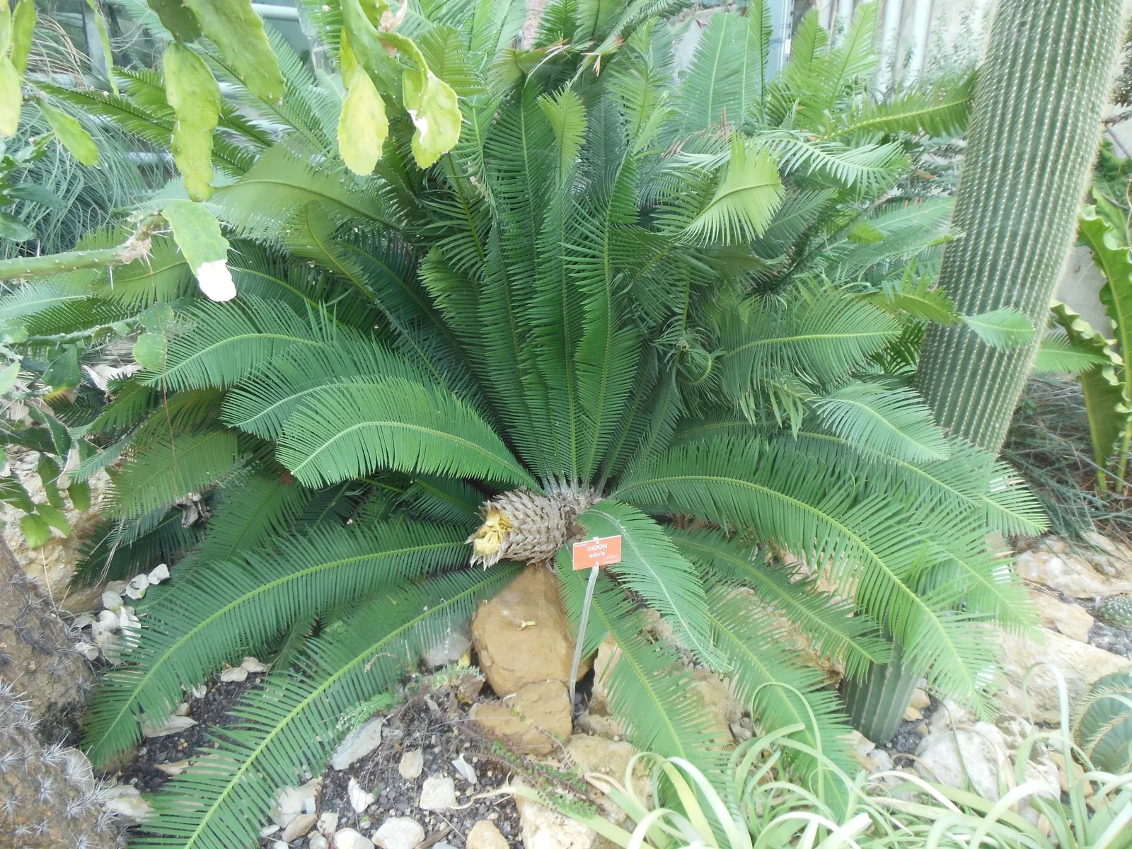 Chestnut Dioon (Dioon Edule) — it's drought-tolerant and ideal for xeriscaping or accent positions in a landscape design; it is highly drought-tolerant