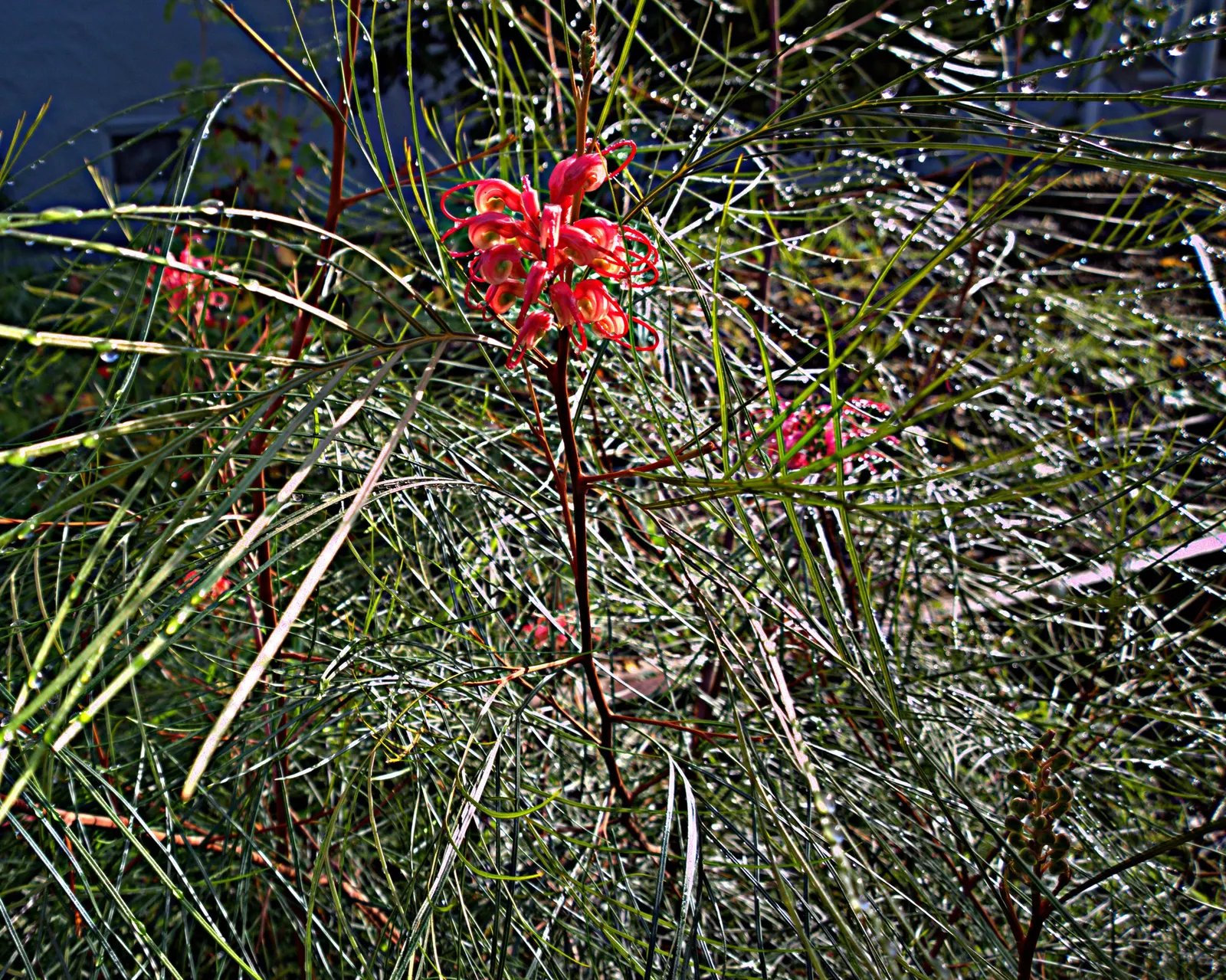 Long John Grevillea (Grevillea 'Long John') — is a popular choice for modern landscapes due to its vibrant display and adaptable nature