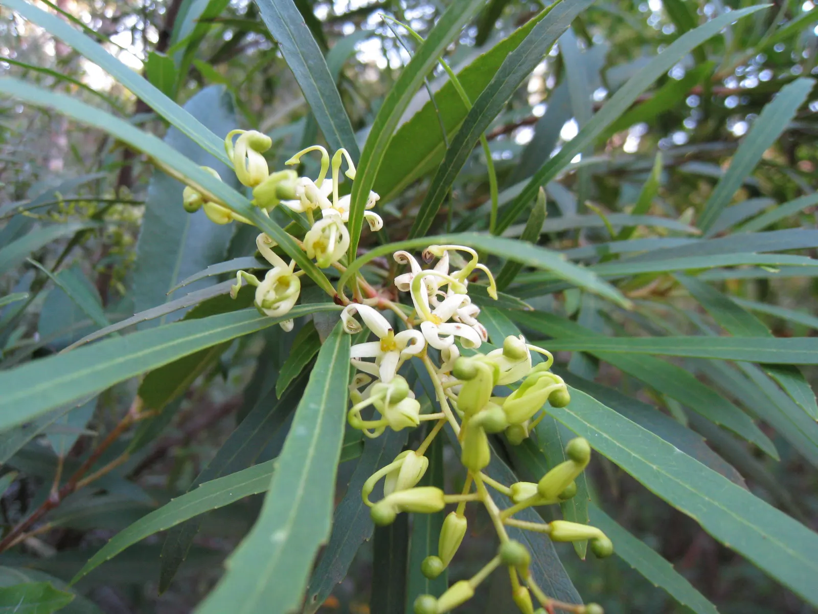 Long John Grevillea (Grevillea 'Long John') — It can reach heights of 10-15 feet with a spread of 6-10 feet, thriving in full sun and well-drained soil