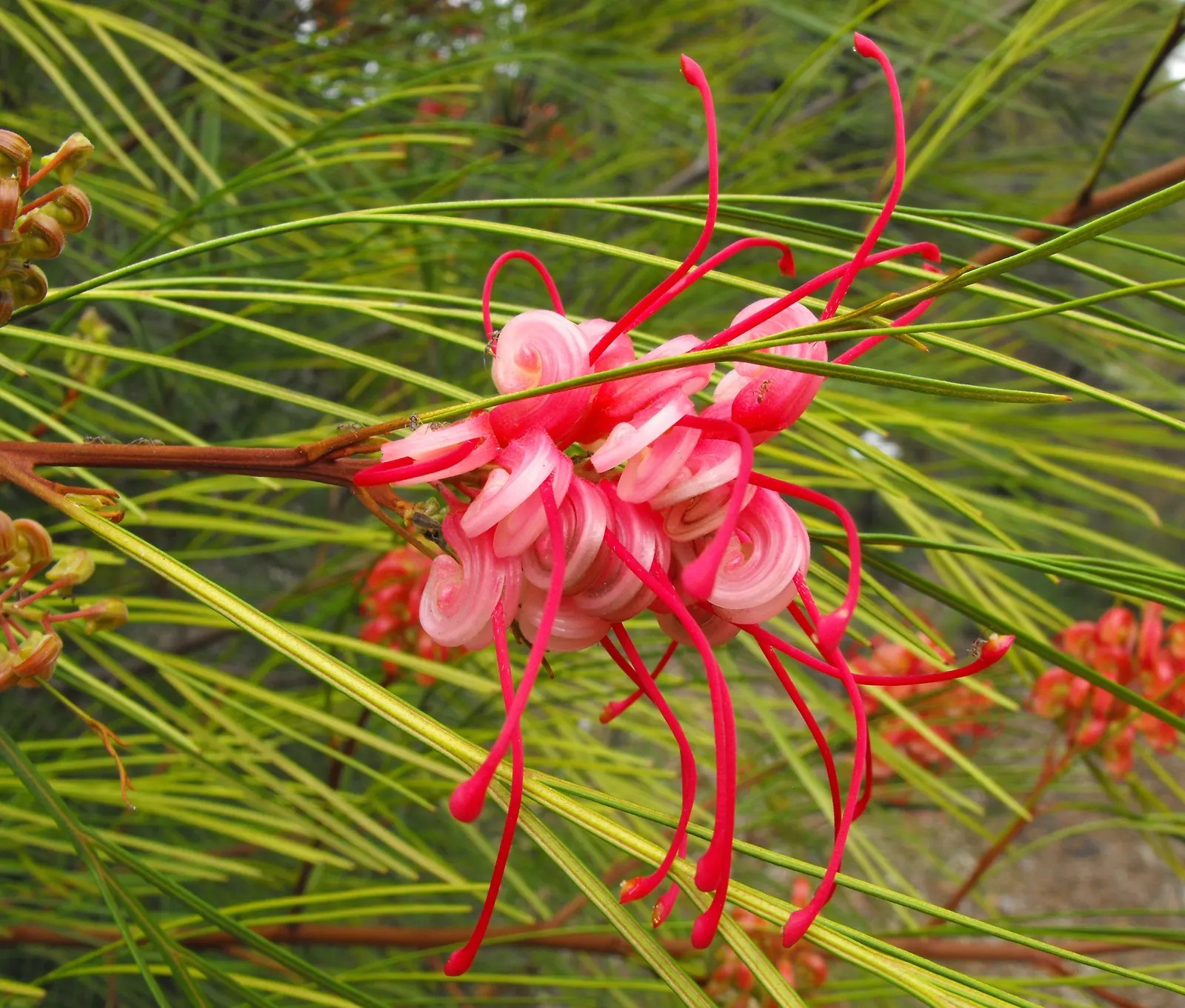 Long John Grevillea (Grevillea 'Long John') — botanical name Grevillea 'Long John'