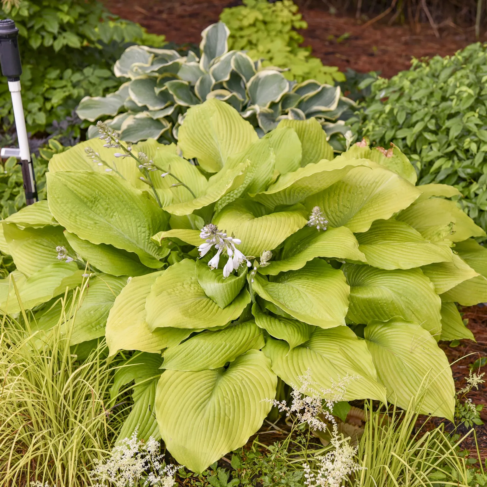 Giant 'Humungosaurus' Hosta (Hosta hybrid) — Proven Winners - Shadowland® Giant 'Humungosaurus' - Hosta hybrid purple lavender plant details