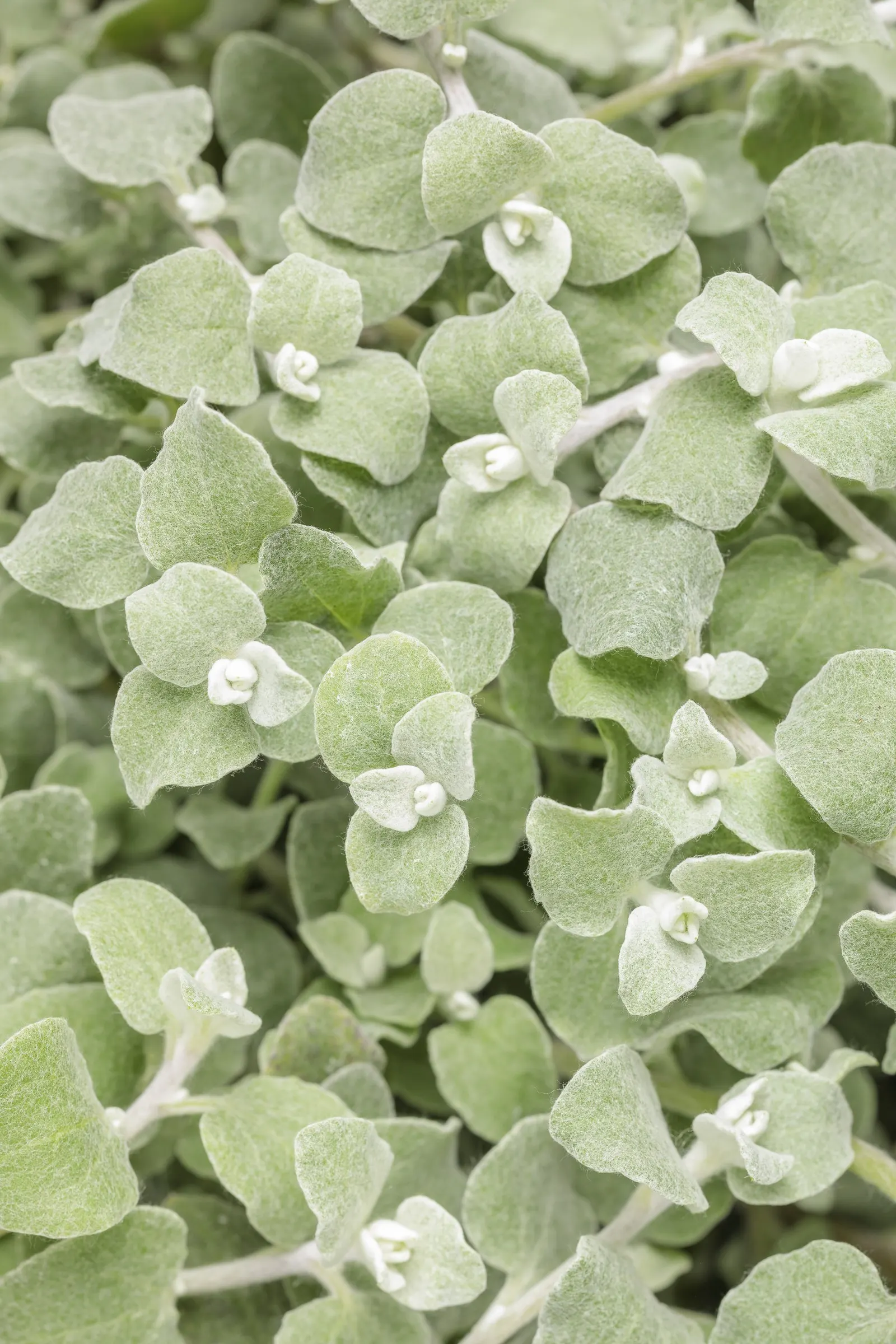 White Licorice Licorice Plant (Helichrysum petiolare) — information and resources, image 32