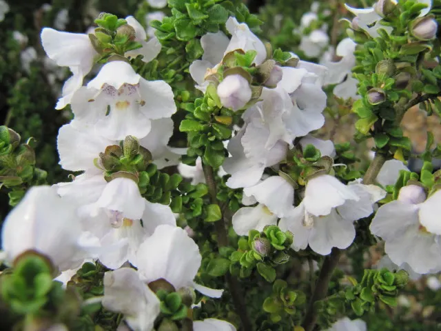 Alpine Mint Bush (Prostanthera Cuneata) — making it a suitable candidate for xeriscaping